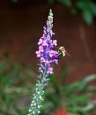 Click image for larger version. 

Name:	Toadflax (Linaria) b.JPG 
Views:	243 
Size:	19.2 KB 
ID:	15112