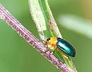 Click image for larger version. 

Name:	Pittosporum Beetle (Family Chrysomelidae).DSC_0125.jpg 
Views:	207 
Size:	94.0 KB 
ID:	15141
