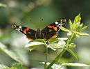 Click image for larger version. 

Name:	Red-Admiral_P7244640.jpg 
Views:	146 
Size:	499.2 KB 
ID:	15166