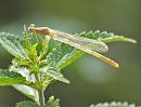 Click image for larger version. 

Name:	Damselfly_P7244622.jpg 
Views:	137 
Size:	416.2 KB 
ID:	15169
