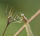 Click image for larger version. 

Name:	Damselfly_P7244631.jpg 
Views:	135 
Size:	409.6 KB 
ID:	15170