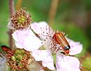 Click image for larger version. 

Name:	Hogweed Bonking Beetle (Rhagonycha fulva) DSC_0041.jpg 
Views:	203 
Size:	88.6 KB 
ID:	15183