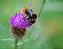 Click image for larger version. 

Name:	early bumblebee (Bombus pratorum) DSC_0100.jpg 
Views:	477 
Size:	80.0 KB 
ID:	15204