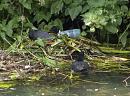 Click image for larger version. 

Name:	SH0781 -1006 25-Coot-Fulica_atra.jpg 
Views:	227 
Size:	280.1 KB 
ID:	15232