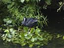 Click image for larger version. 

Name:	SH0596 -1006 25-Coot-Fulica_atra.jpg 
Views:	200 
Size:	356.7 KB 
ID:	15234