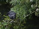 Click image for larger version. 

Name:	SH0574 -1006 25-Coot-Fulica_atra.jpg 
Views:	203 
Size:	328.5 KB 
ID:	15243