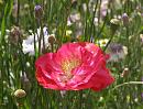 Click image for larger version. 

Name:	Pretty poppy.JPG 
Views:	293 
Size:	478.3 KB 
ID:	15260
