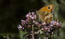 Click image for larger version. 

Name:	SH5393-1007 23-Gatekeeper Butterfly.jpg 
Views:	167 
Size:	392.5 KB 
ID:	15284
