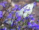 Click image for larger version. 

Name:	Small White (Pieris rapae) DSC_0059.jpg 
Views:	168 
Size:	115.0 KB 
ID:	15290