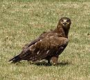 Click image for larger version. 

Name:	Golden Eagle, Elgin 3.JPG 
Views:	520 
Size:	152.4 KB 
ID:	15300