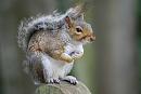 Click image for larger version. 

Name:	grey squirrel (Sciurus carolinensis) DSC_0154.jpg 
Views:	134 
Size:	74.2 KB 
ID:	15339