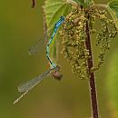 Click image for larger version. 

Name:	CommonBlue Damselfly (Enallagma cyathigerum) IMG_0140_edited-2.jpg 
Views:	200 
Size:	532.0 KB 
ID:	15359