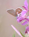 Click image for larger version. 

Name:	Common Blue (Polyommatus icarus) DSC_0319.jpg 
Views:	177 
Size:	53.8 KB 
ID:	15365
