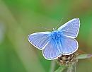 Click image for larger version. 

Name:	Common blue (Polyommatus icarus) DSC_0355.jpg 
Views:	787 
Size:	75.0 KB 
ID:	15366
