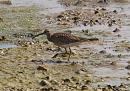 Click image for larger version. 

Name:	whimbrel_P8085370.jpg 
Views:	220 
Size:	310.8 KB 
ID:	15372