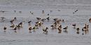 Click image for larger version. 

Name:	black-tailed_godwits_P8085353.jpg 
Views:	184 
Size:	158.6 KB 
ID:	15382