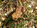 Click image for larger version. 

Name:	Common Toad  juv.JPG 
Views:	201 
Size:	414.1 KB 
ID:	15390