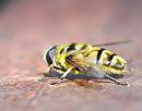 Click image for larger version. 

Name:	Drone fly  (Eristalis tenax ) DSC_0181.jpg 
Views:	282 
Size:	73.0 KB 
ID:	15454