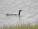 Click image for larger version. 

Name:	Cormorant (Phalacrocorax carbo) DSC_0139.JPG 
Views:	221 
Size:	133.6 KB 
ID:	15461