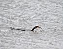 Click image for larger version. 

Name:	Cormorant (Phalacrocorax carbo) DSC_0142.JPG 
Views:	190 
Size:	140.4 KB 
ID:	15462
