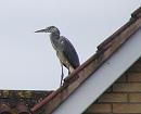 Click image for larger version. 

Name:	Heron on S and J's roof 4.JPG 
Views:	240 
Size:	37.3 KB 
ID:	15472