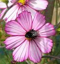 Click image for larger version. 

Name:	Red tailed Bee 1.JPG 
Views:	175 
Size:	65.8 KB 
ID:	15473