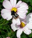 Click image for larger version. 

Name:	Red tailed Bee 2.JPG 
Views:	171 
Size:	57.8 KB 
ID:	15474