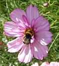 Click image for larger version. 

Name:	White tailed Bee 1.JPG 
Views:	164 
Size:	79.5 KB 
ID:	15476