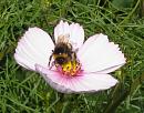 Click image for larger version. 

Name:	White tailed Bee 2.JPG 
Views:	171 
Size:	92.6 KB 
ID:	15477