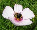 Click image for larger version. 

Name:	White tailed Bee 3.JPG 
Views:	166 
Size:	57.5 KB 
ID:	15478