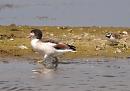 Click image for larger version. 

Name:	shelduck_P8085265.jpg 
Views:	206 
Size:	107.2 KB 
ID:	15488