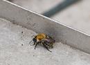Click image for larger version. 

Name:	SH6178 -1007 27-Bumblebee-Bombus_pascuorum.jpg 
Views:	183 
Size:	316.1 KB 
ID:	15493