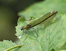 Click image for larger version. 

Name:	banded_demoiselle_P8155668.jpg 
Views:	205 
Size:	85.6 KB 
ID:	15532