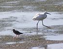 Click image for larger version. 

Name:	Redshank and Little Egret.JPG 
Views:	206 
Size:	335.0 KB 
ID:	15533