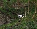 Click image for larger version. 

Name:	British Primitive Goat IMG_0070_edited-2.jpg 
Views:	2113 
Size:	479.9 KB 
ID:	15541