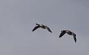 Click image for larger version. 

Name:	SH7503 -1008 08-Canada-Goose.jpg 
Views:	168 
Size:	191.1 KB 
ID:	15552