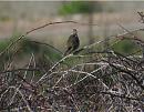 Click image for larger version. 

Name:	meadow pipit.jpg 
Views:	196 
Size:	243.7 KB 
ID:	1558