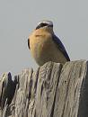 Click image for larger version. 

Name:	wheatear2 - 72dpi.jpg 
Views:	190 
Size:	93.0 KB 
ID:	1559