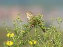 Click image for larger version. 

Name:	Corn Bunting.jpg 
Views:	205 
Size:	283.8 KB 
ID:	1560