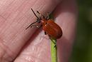 Click image for larger version. 

Name:	SH8136 -1008 15-Lily Beetle-Lilioceris_lilii.jpg 
Views:	185 
Size:	327.2 KB 
ID:	15631