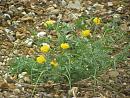 Click image for larger version. 

Name:	Yellow Horned Poppy.JPG 
Views:	668 
Size:	613.8 KB 
ID:	15650
