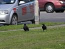 Click image for larger version. 

Name:	SH9611 -1008 28-Carrion Crow-Corvus_corone.jpg 
Views:	243 
Size:	435.8 KB 
ID:	15651