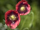 Click image for larger version. 

Name:	SH0098 -1009 01-poppies.jpg 
Views:	181 
Size:	305.7 KB 
ID:	15683