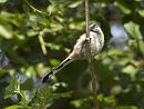 Click image for larger version. 

Name:	SH0691 -1009 01-Long-tailed Tit-Aegithalos_caudatus.jpg 
Views:	169 
Size:	335.6 KB 
ID:	15690