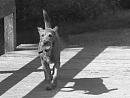 Click image for larger version. 

Name:	SH0910 -1009 02-Irish Terrier.jpg 
Views:	373 
Size:	317.4 KB 
ID:	15725