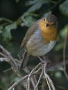 Click image for larger version. 

Name:	SH0969 -1009 02-Robin-Erithacus_rubecula.jpg 
Views:	193 
Size:	338.8 KB 
ID:	15729