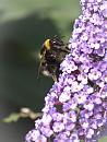 Click image for larger version. 

Name:	SH0758 -1009 01-Bumble Bee.jpg 
Views:	159 
Size:	380.4 KB 
ID:	15747