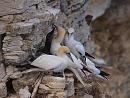 Click image for larger version. 

Name:	gannet_family_P8286206.jpg 
Views:	212 
Size:	298.4 KB 
ID:	15756