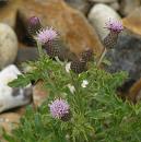 Click image for larger version. 

Name:	Creeping Thistle.JPG 
Views:	243 
Size:	398.5 KB 
ID:	15786