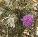 Click image for larger version. 

Name:	Spear Thistle heads.JPG 
Views:	232 
Size:	332.7 KB 
ID:	15787